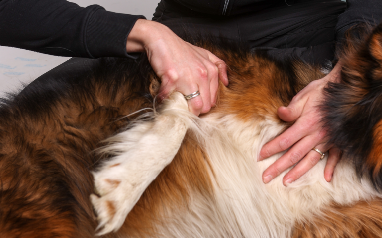 Een hond krijgt fysiotherapiebehandeling van een specialist bij Woof & Moov.