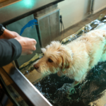 Hond ondergaat hydrotherapie in een onderwaterloopband bij Woof & Moov.