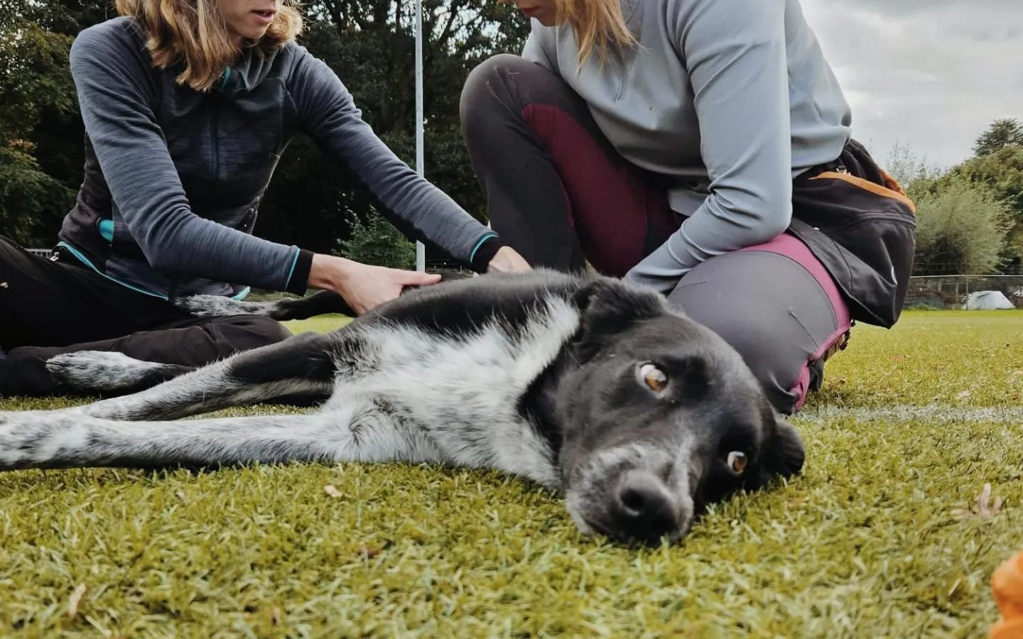 Een hond krijgt fysiotherapiebehandeling van een specialist bij Woof & Moov.