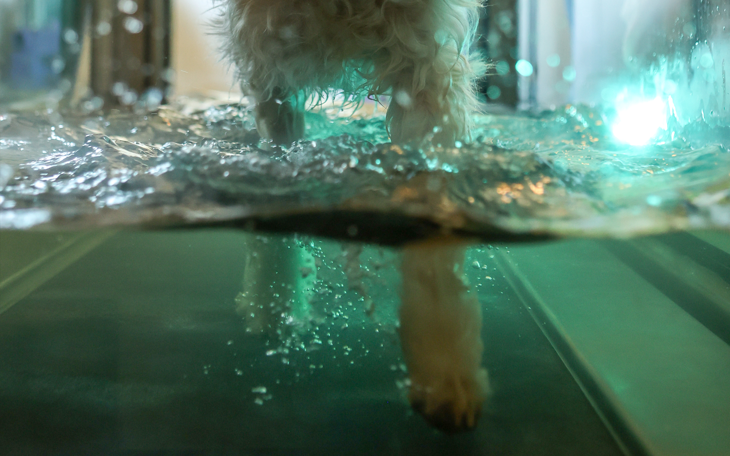 Hond ondergaat hydrotherapie in een onderwaterloopband bij Woof & Moov.